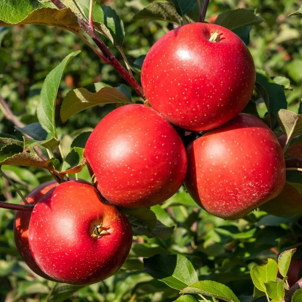 Mar Abbondanza, Malus Domestica