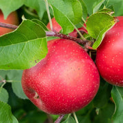 Mar Abbondanza, Malus Domestica