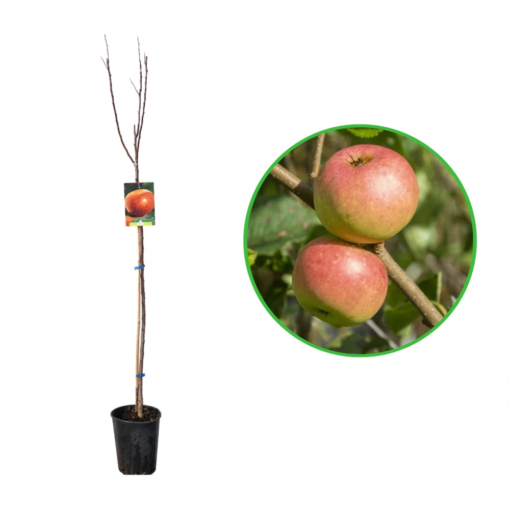 Mar Annurca, Malus Domestica