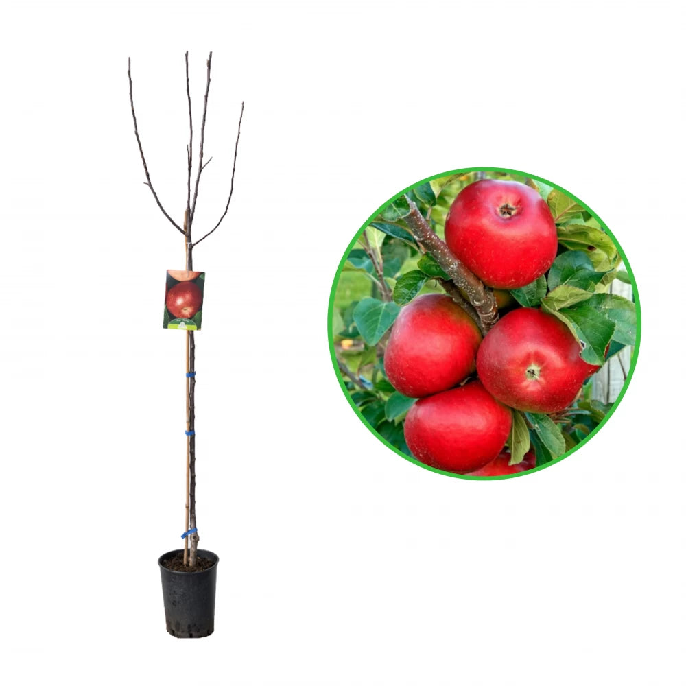 Mar Brina, Malus Domestica