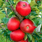 Mar Brina, Malus Domestica