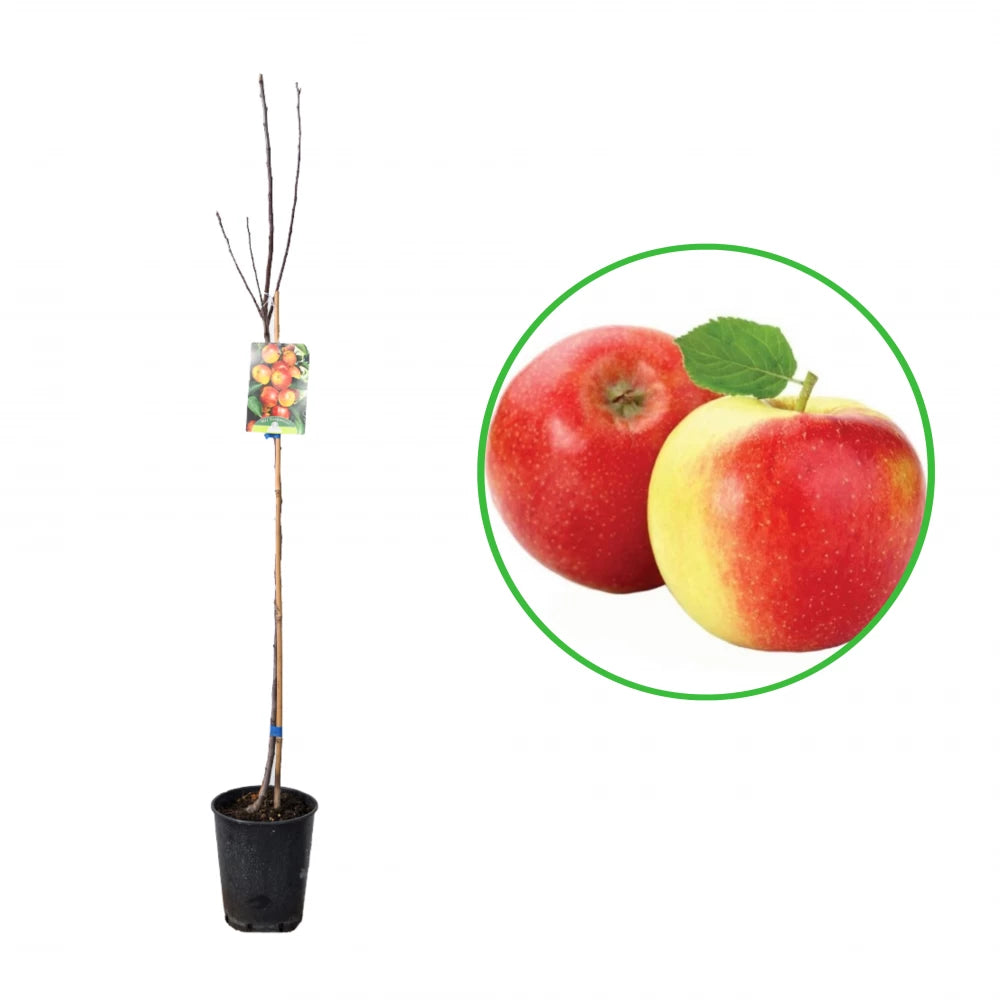 Mar Campanino, Malus Domestica