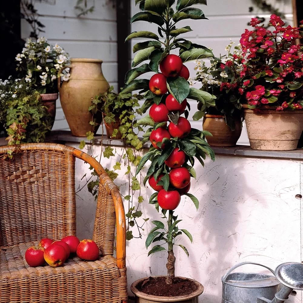 Mar Columnar, Malus Domestica Colona Rosa