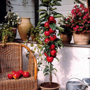 Mar Columnar, Malus Domestica Colona Rosa