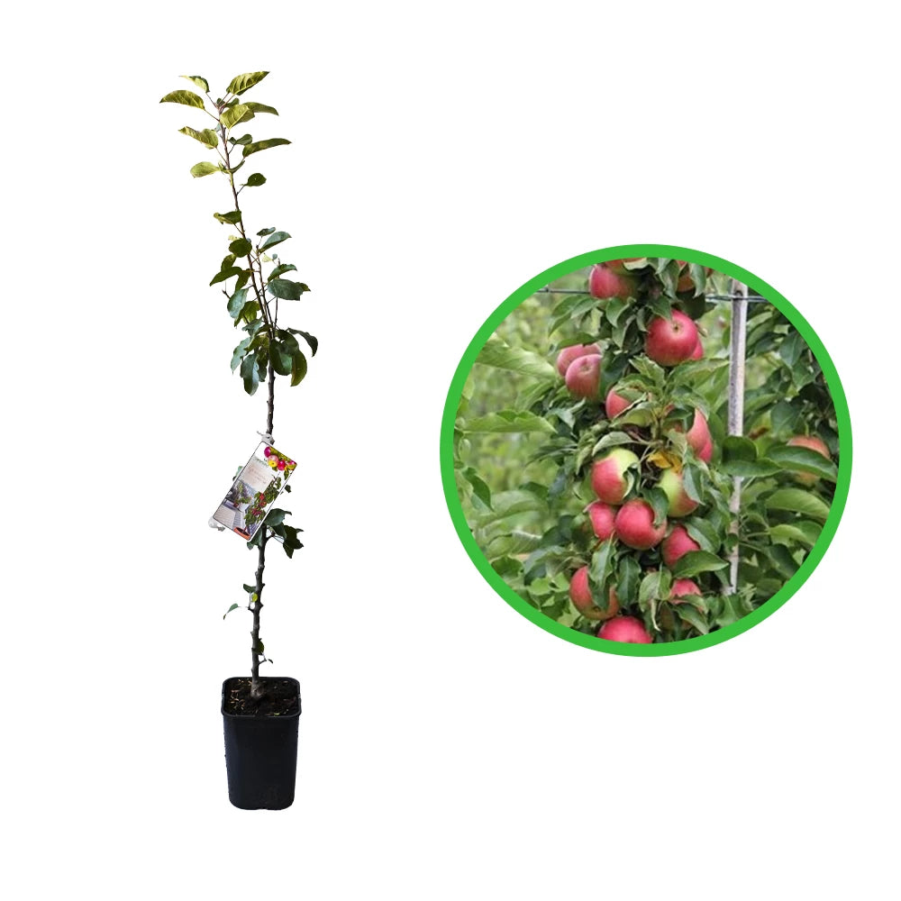 Mar Columnar, Malus Domestica, rosu