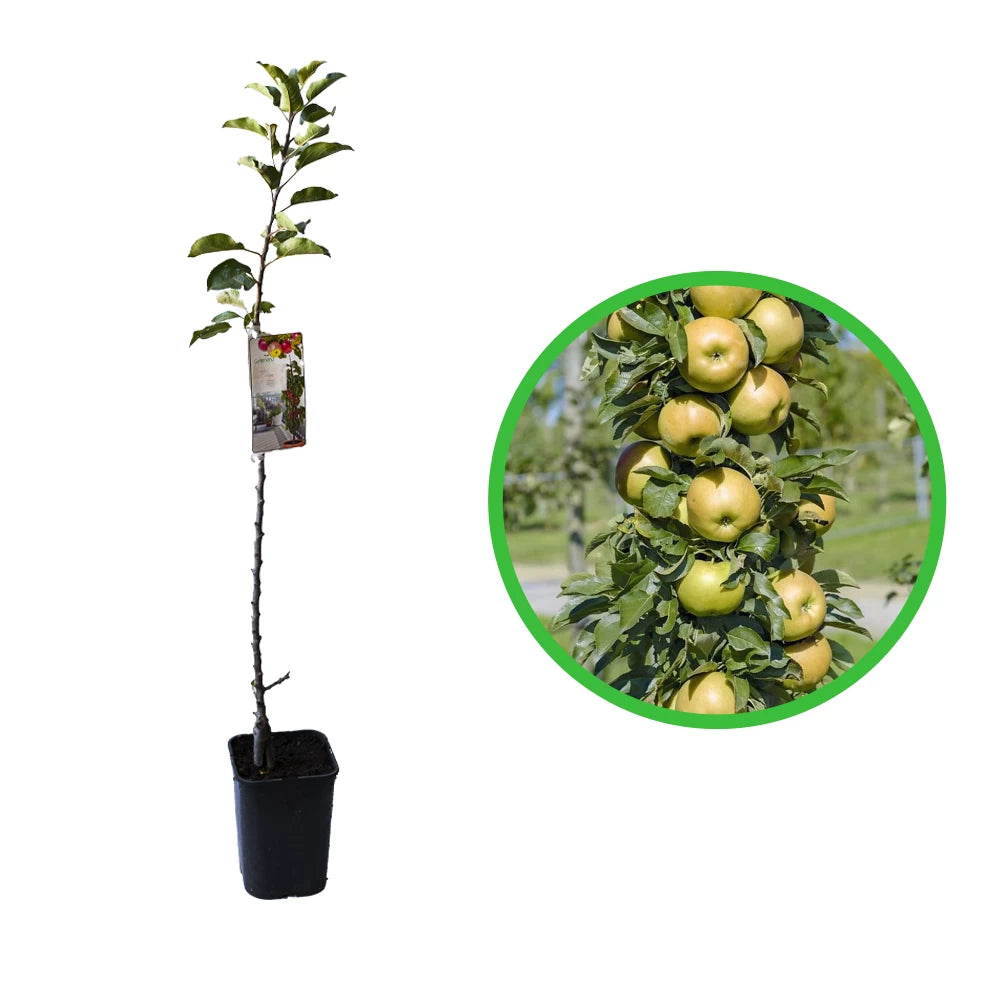 Mar Columnar, Malus Domestica, verde