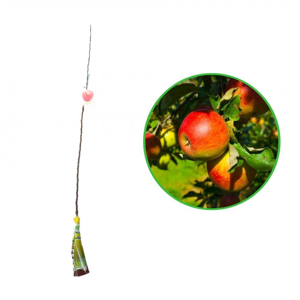 Mar Florina, Malus Domestica