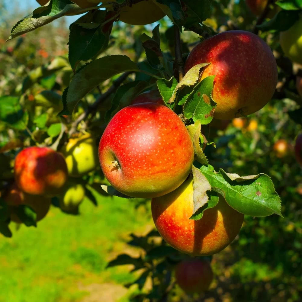 Mar Florina, Malus Domestica