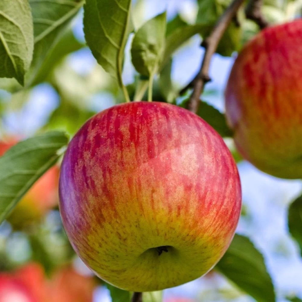Mar Fuji, Malus Domestica