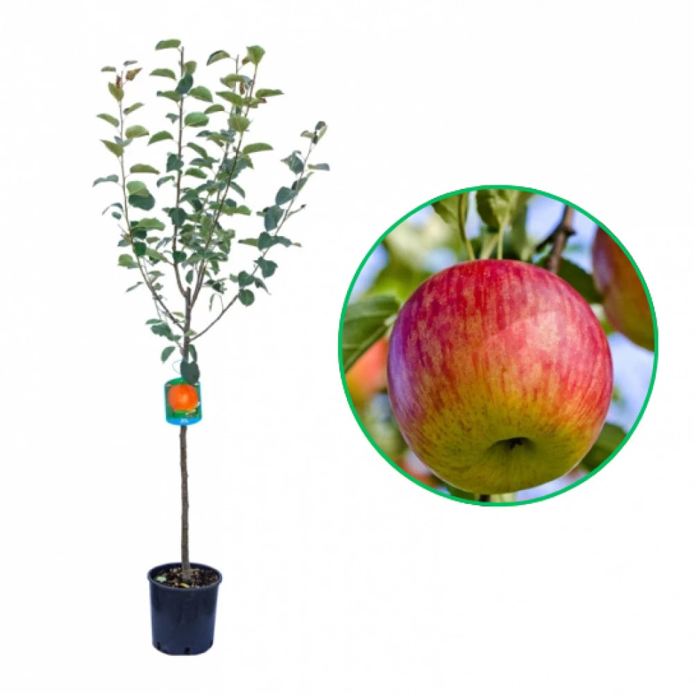 Mar Fuji, Malus Domestica