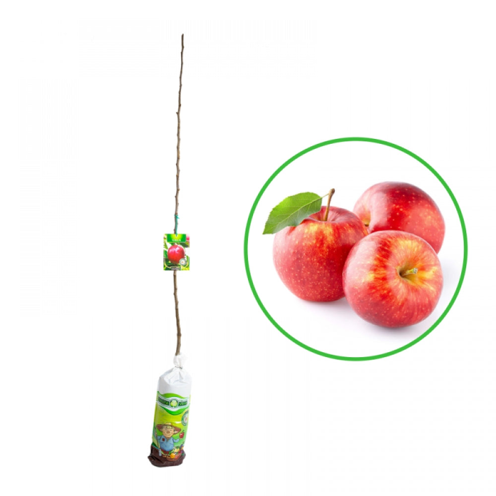 Mar Royal Gala, Malus Domestica