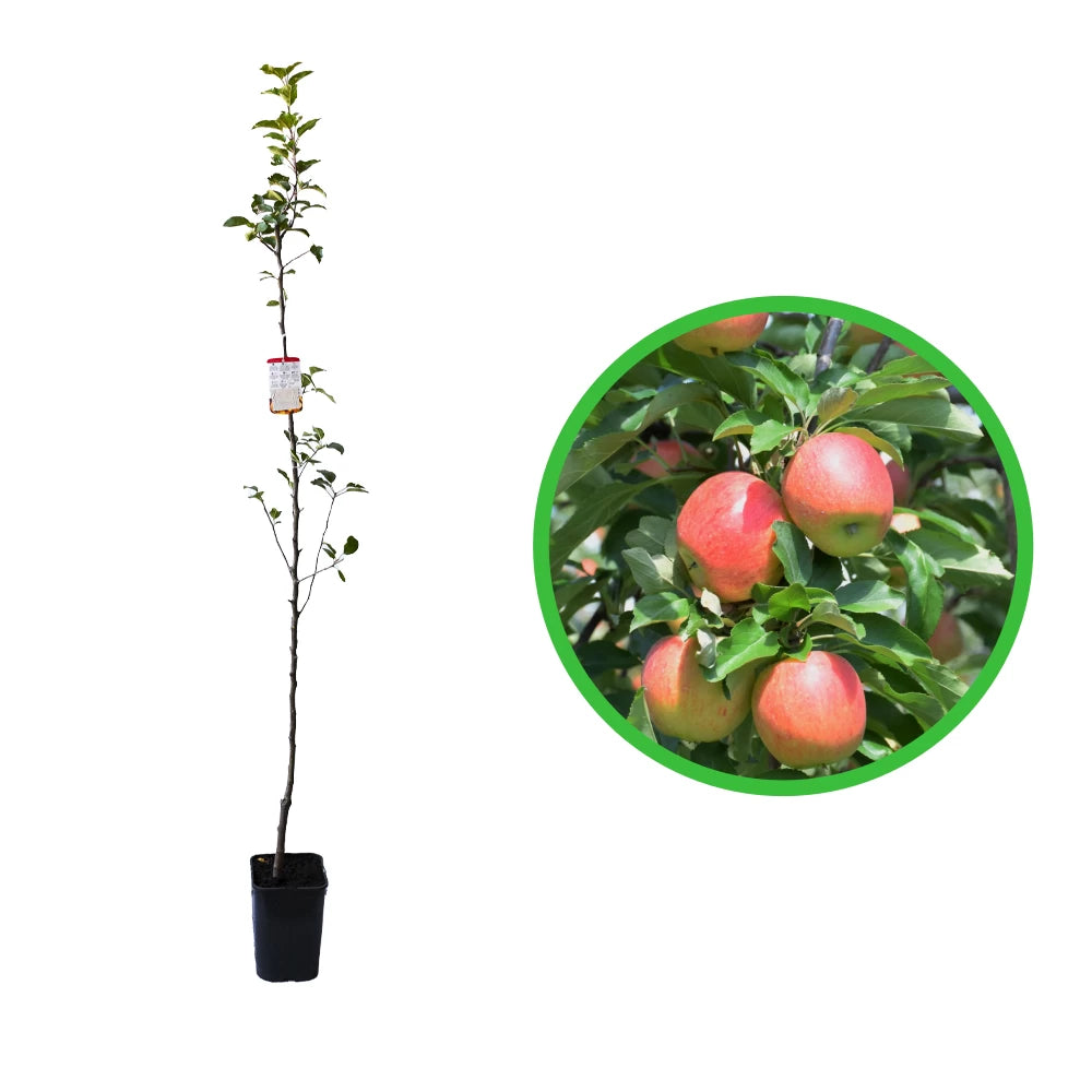 Mar Royal Gala, Malus Domestica