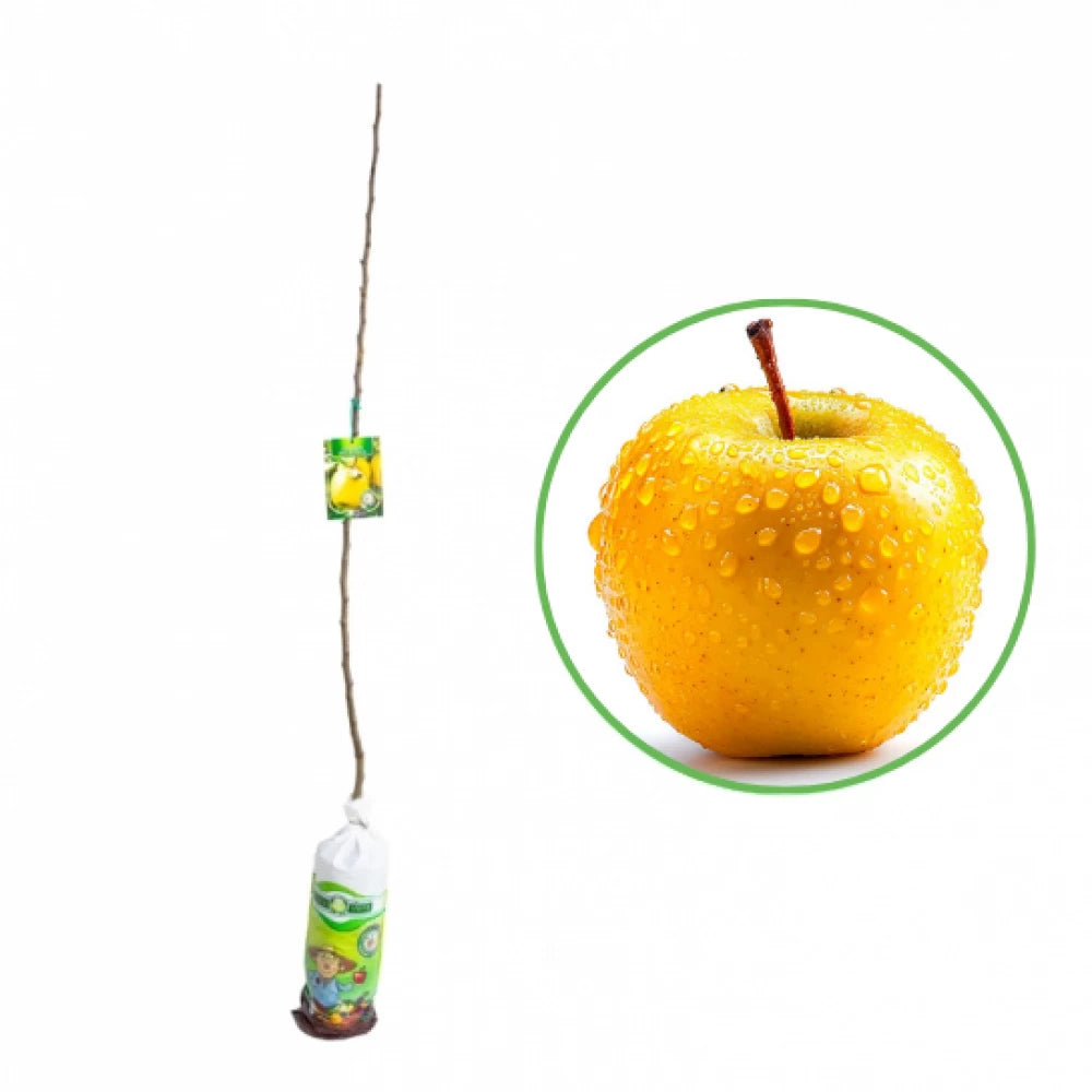 Mar Golden Delicious, Malus Domestica