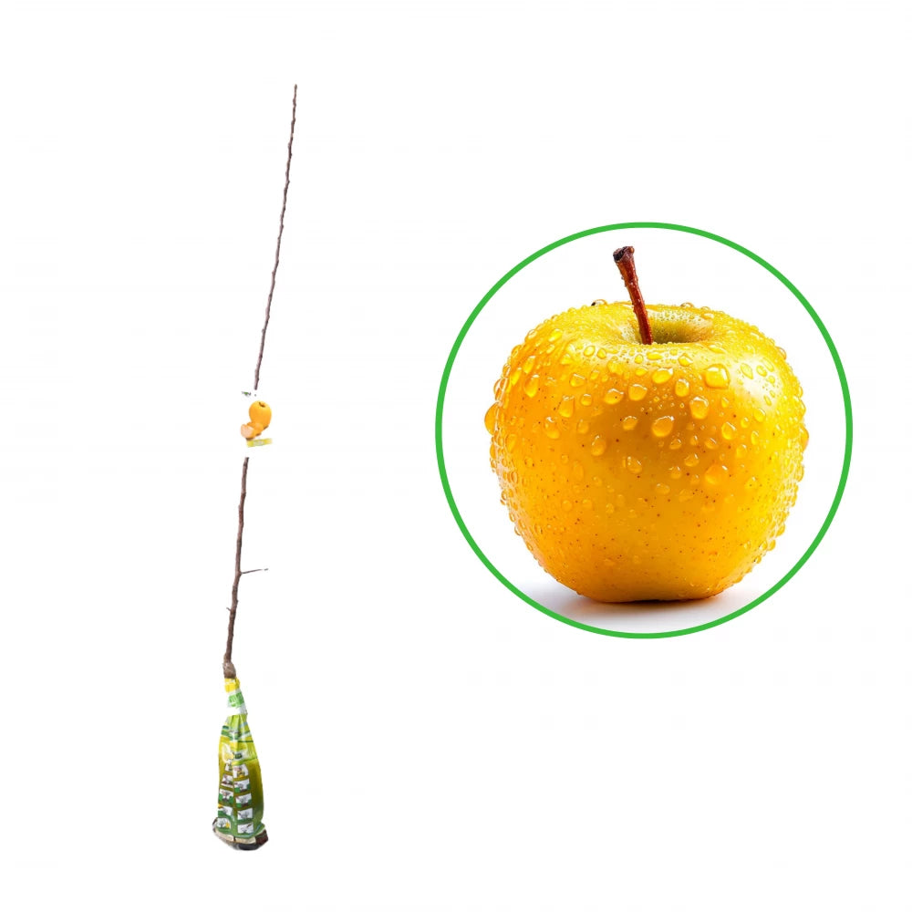 Mar Golden Delicious, Malus Domestica