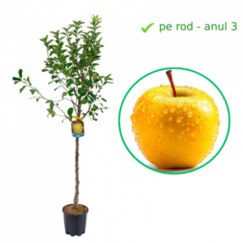 Mar Golden Delicious, Malus Domestica