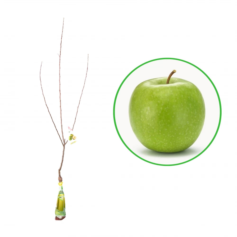 Mar Granny Smith, Malus Domestica