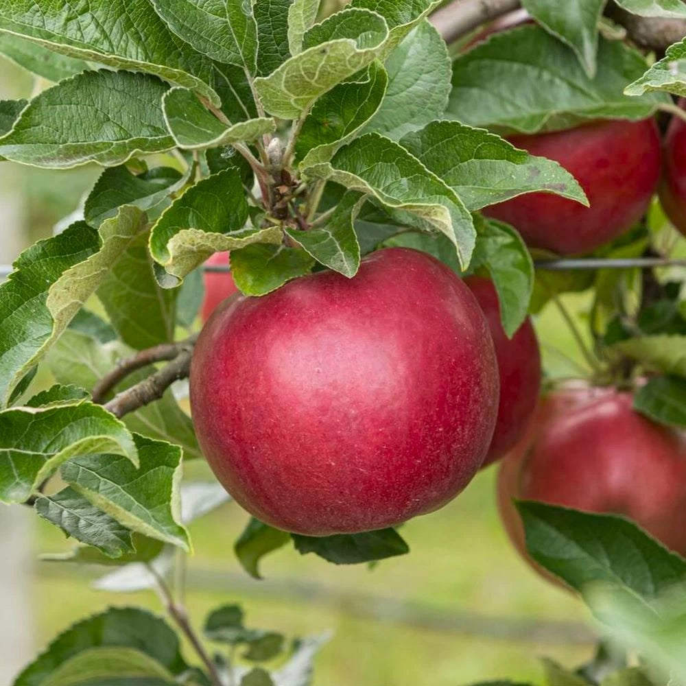 Mar Idared, Malus Domestica