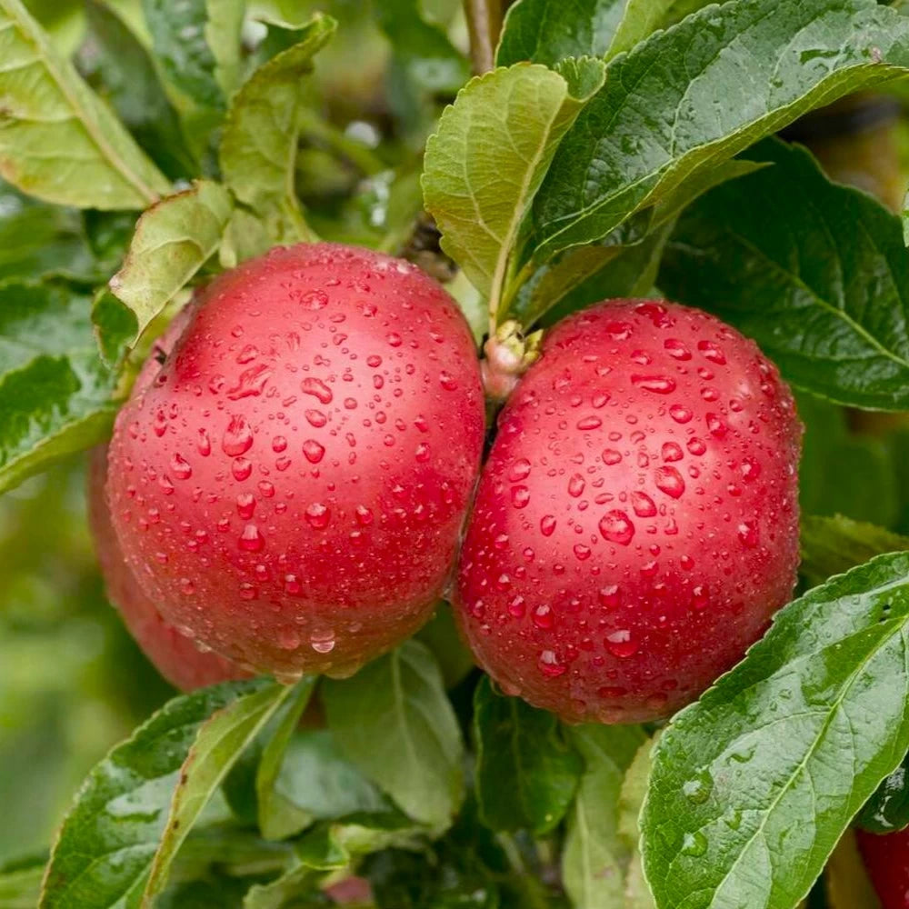 Mar Idared, Malus Domestica