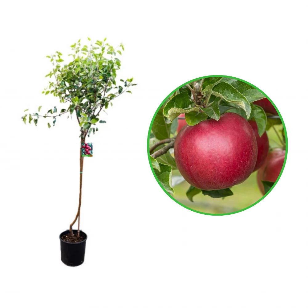 Mar Idared, Malus Domestica