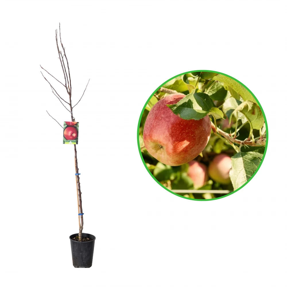 Mar Imperatore, Malus Domestica