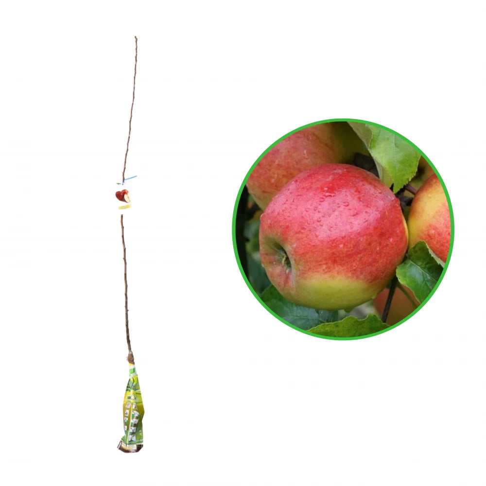 Mar Jonagold, Malus Domestica