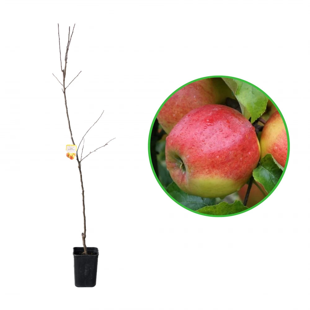 Mar Jonagold, Malus Domestica