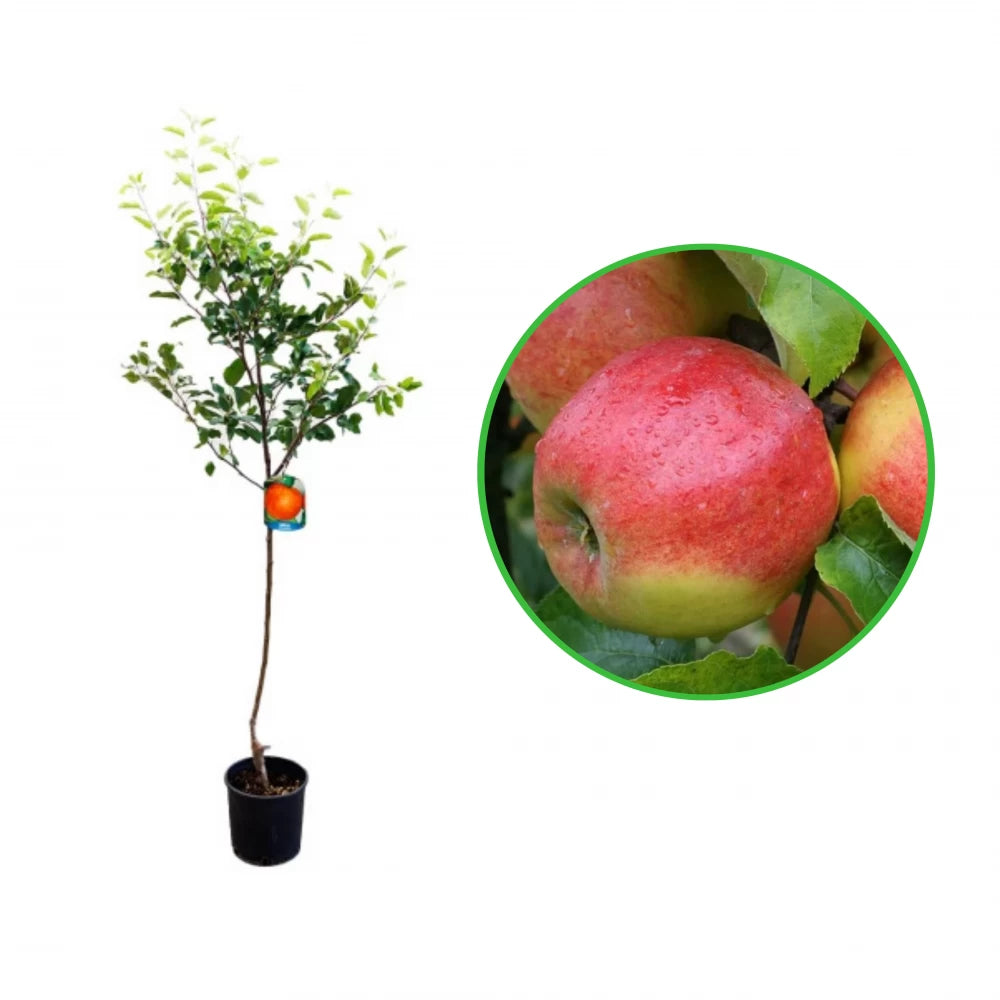 Mar Jonagold, Malus Domestica