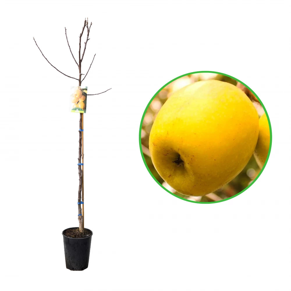 Mar Limoncella, Malus Domestica