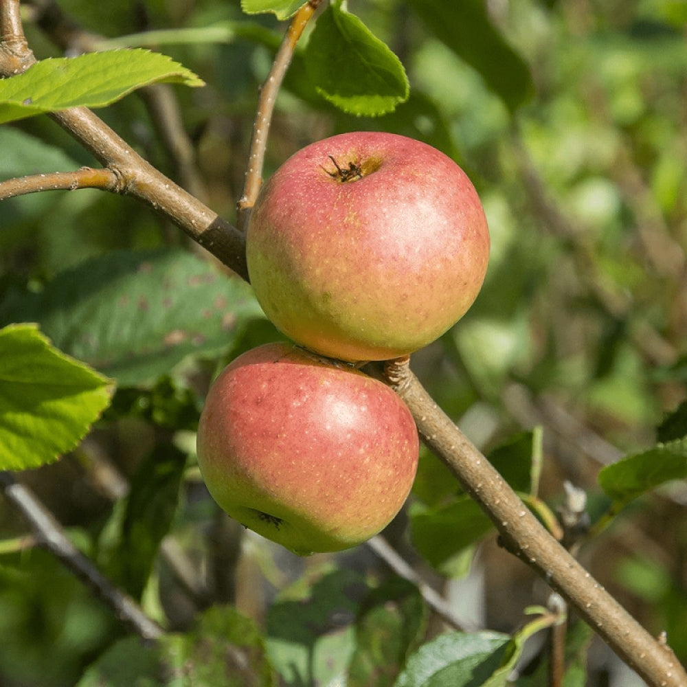 Mar Annurca, Malus Domestica