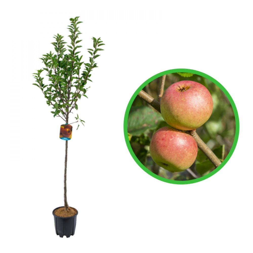 Mar Annurca, Malus Domestica