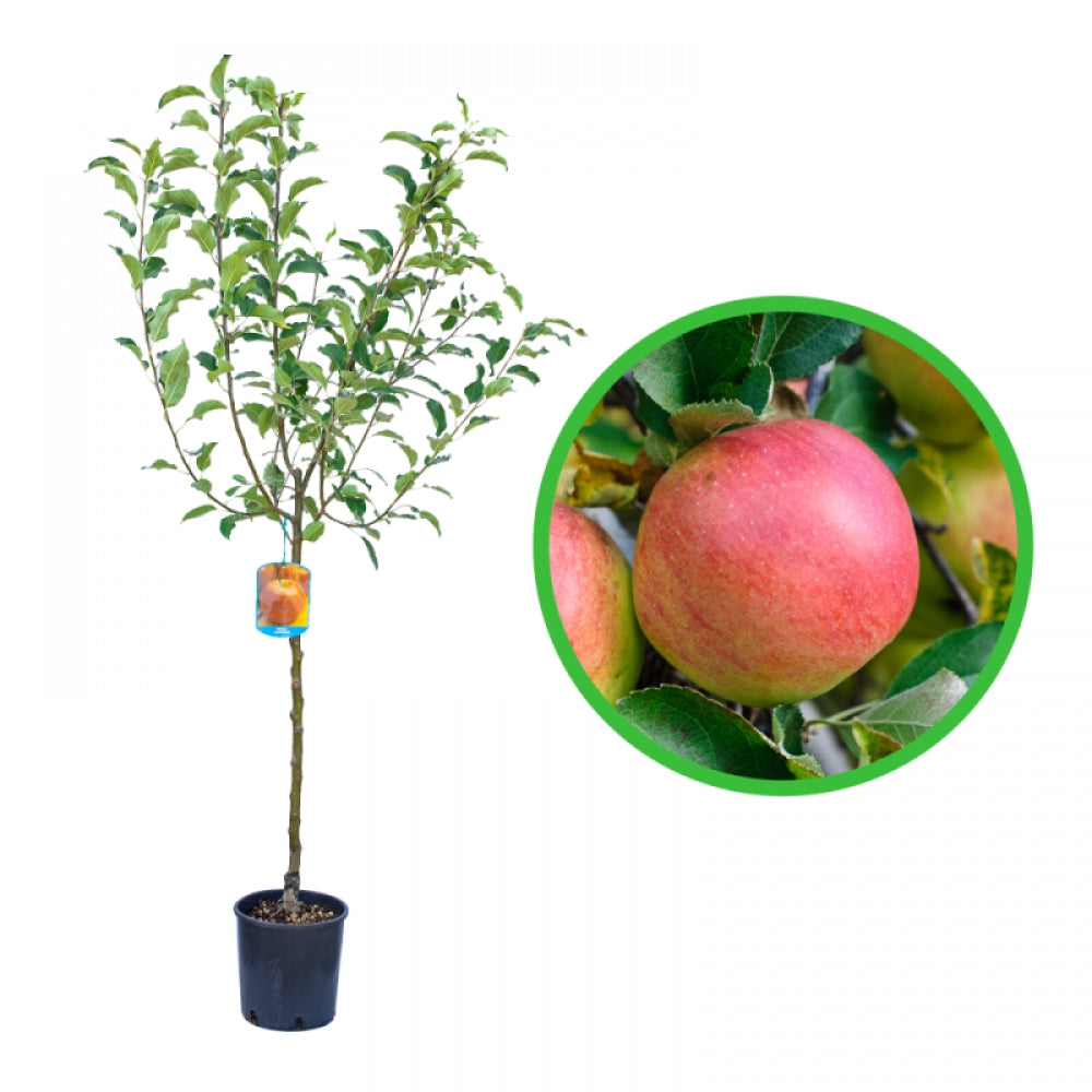 Mar Red Delicious, Malus Domestica