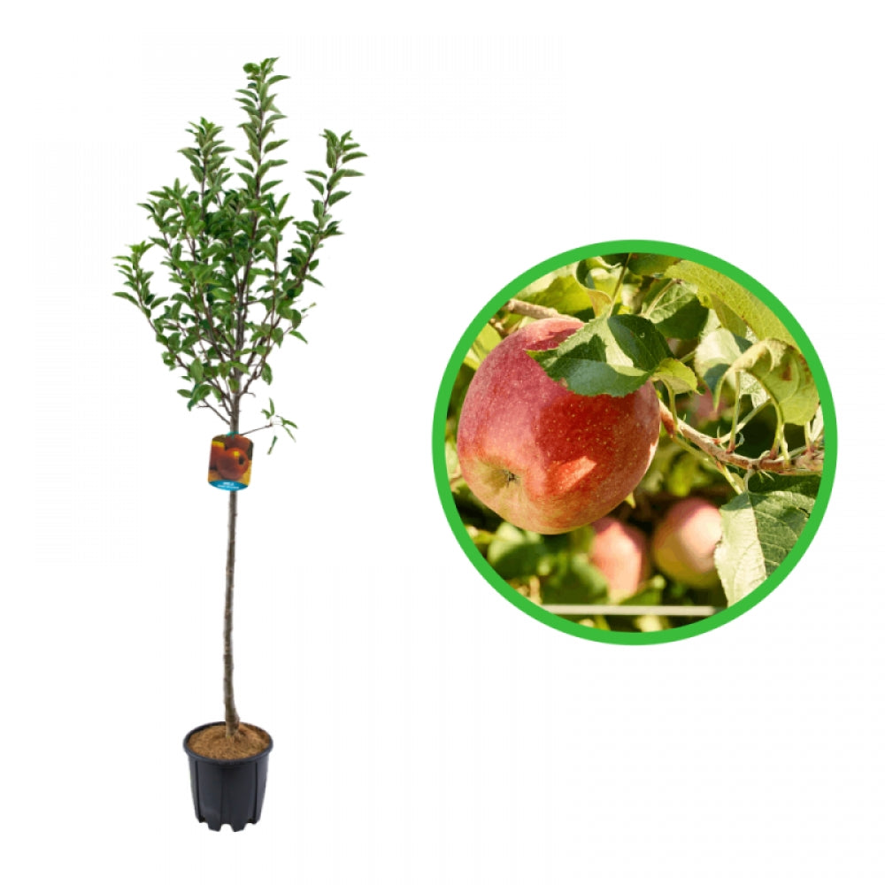 Mar Imperatore, Malus Domestica