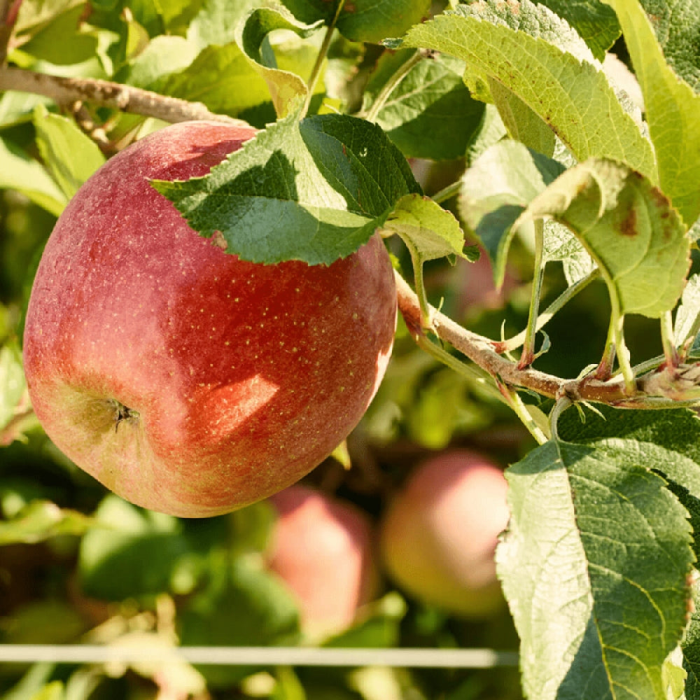 Mar Imperatore, Malus Domestica