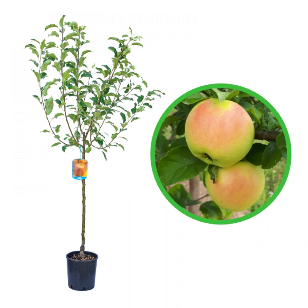 Mar Ozark Gold, Malus Domestica