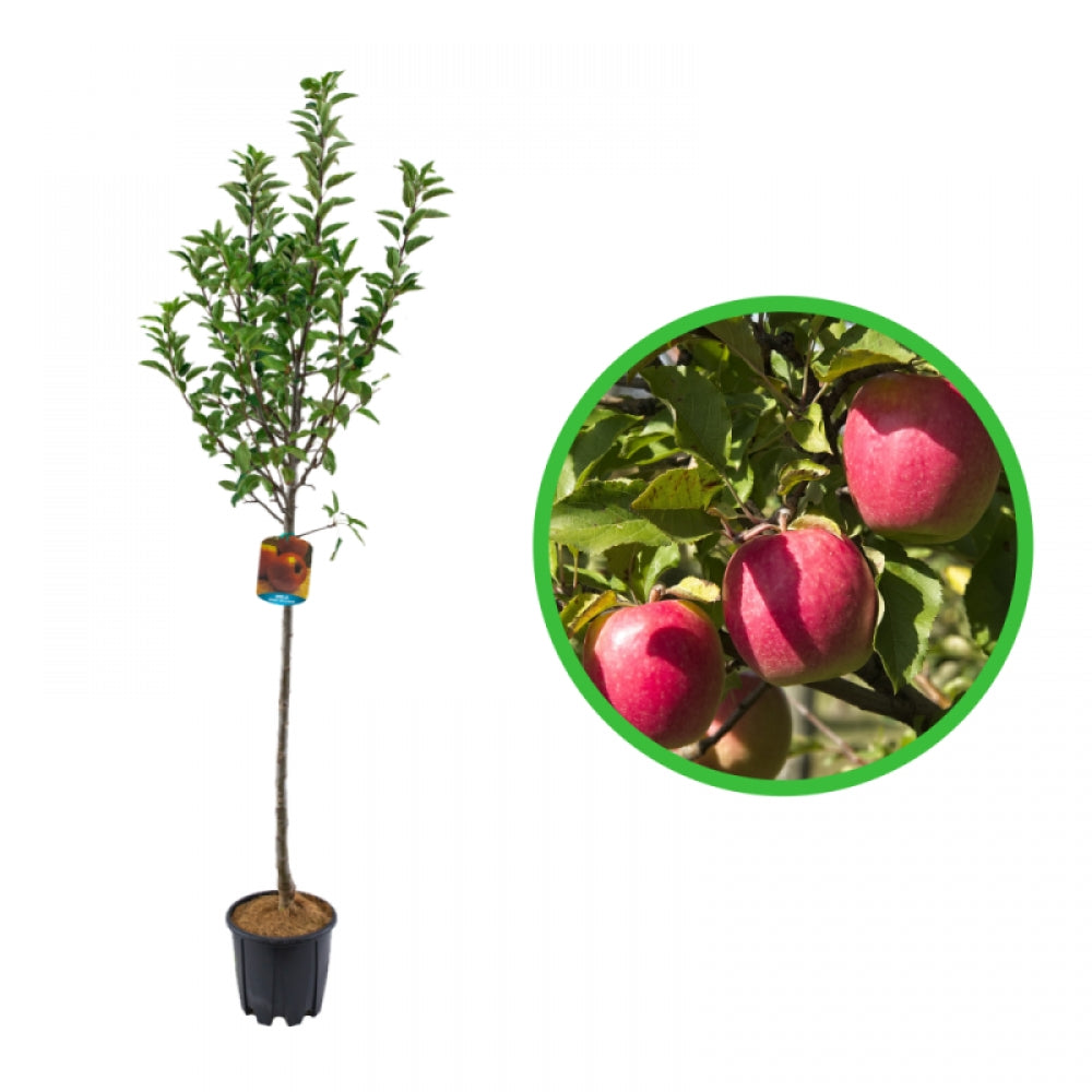 Mar Pink Lady, Malus Domestica