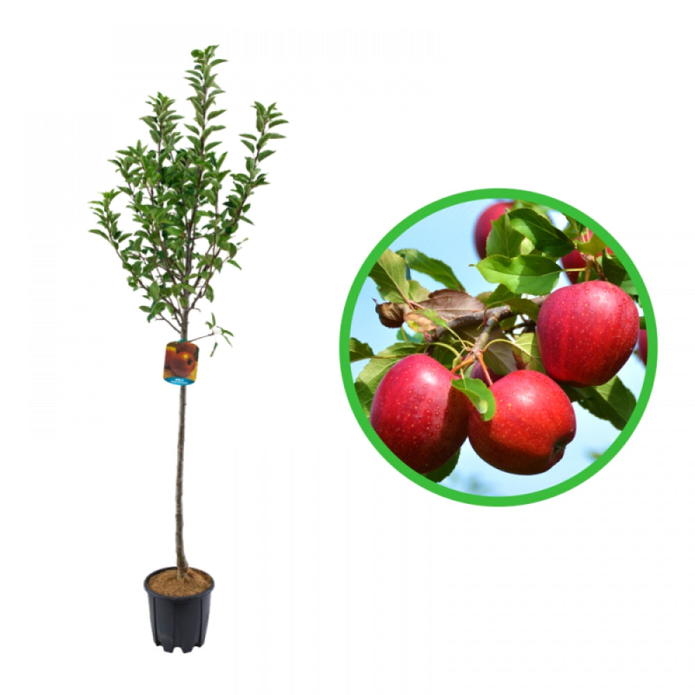 Mar Stayman, Malus Domestica