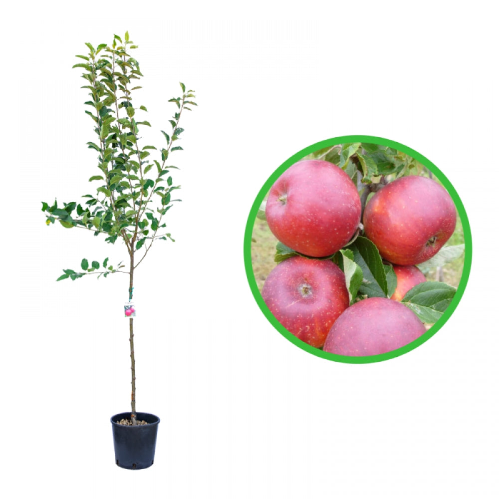 Mar Starking, Malus Domestica