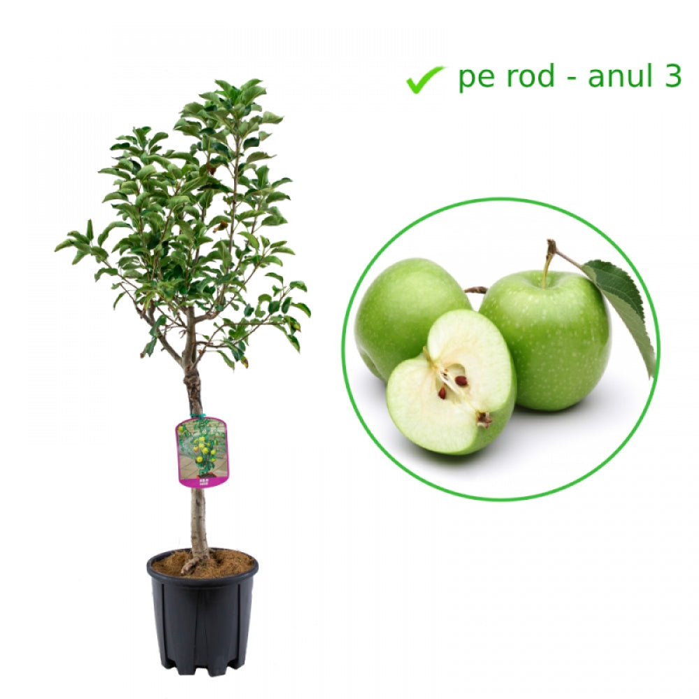 Mar Pitic, Malus Domestica