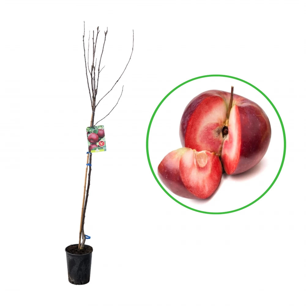 Mar Polpa Rossa, Malus Domestica