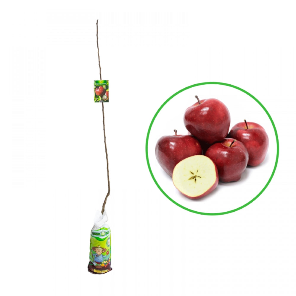 Mar Red Delicious, Malus Domestica