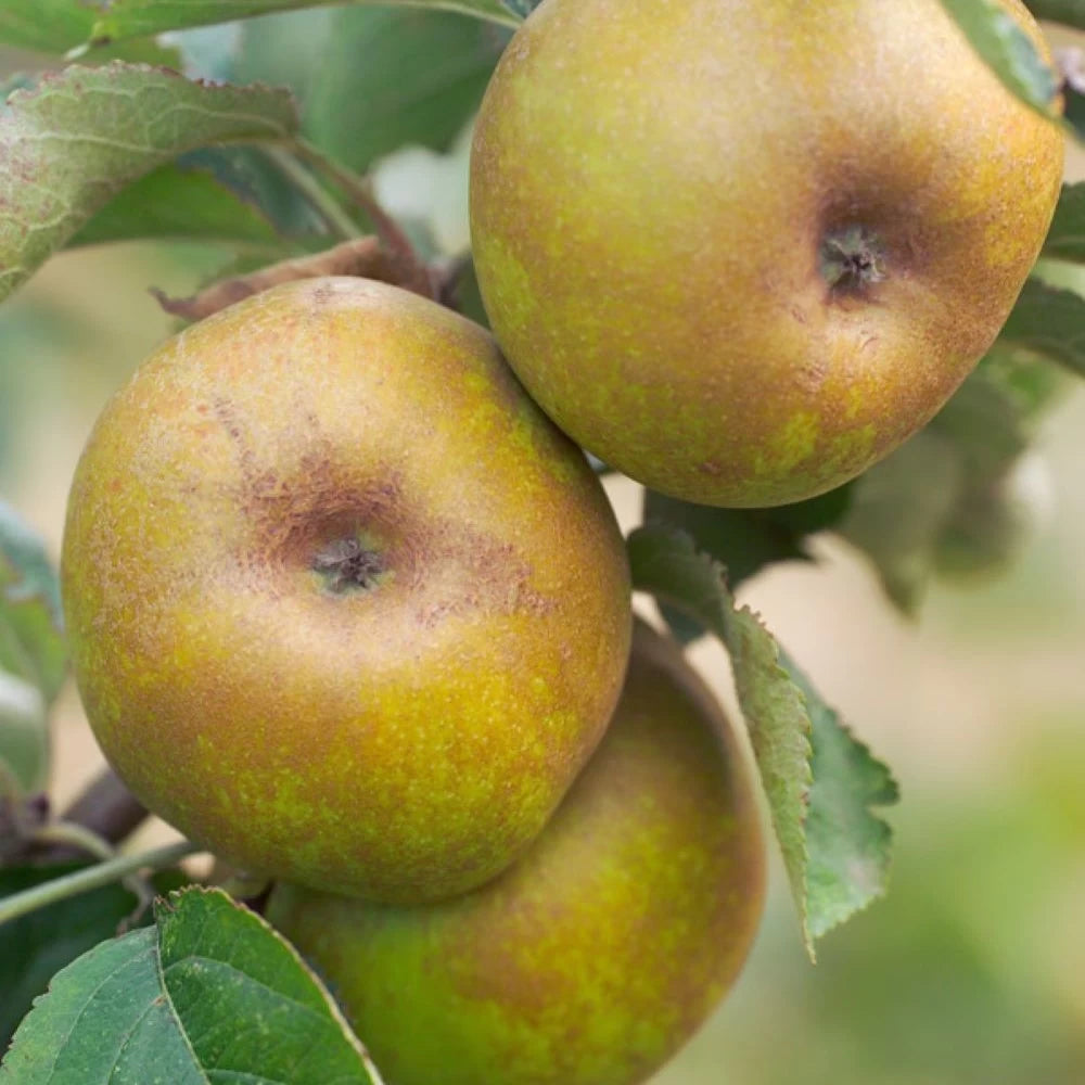 Mar Renetta del Canada, Malus Domestica
