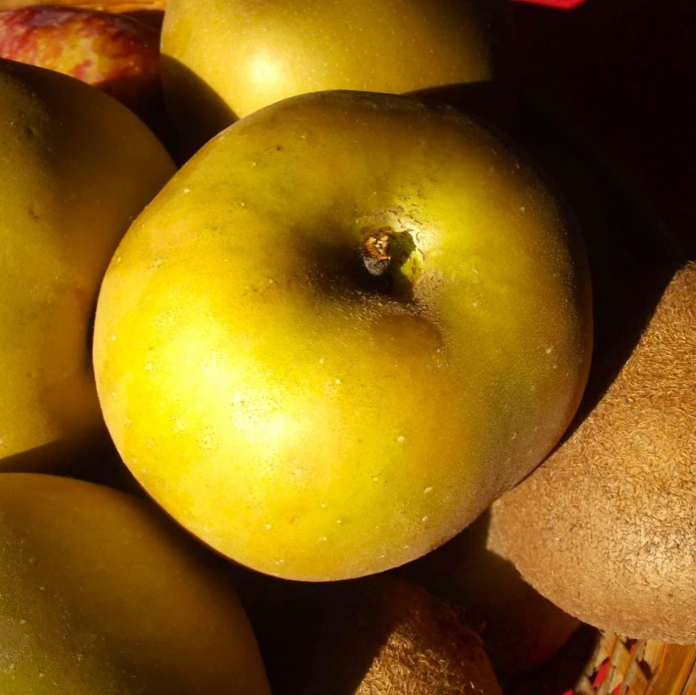 Mar Renetta Grigia Francese, Malus Domestica