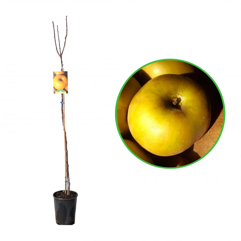 Mar Renetta Grigia Francese, Malus Domestica