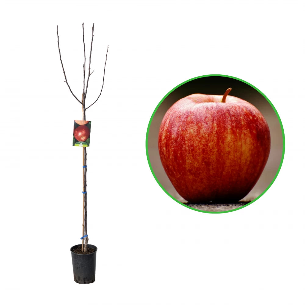 Mar Rosso, Malus Domestica