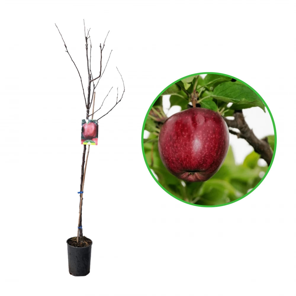 Mar Stark Delicious, Malus Domestica