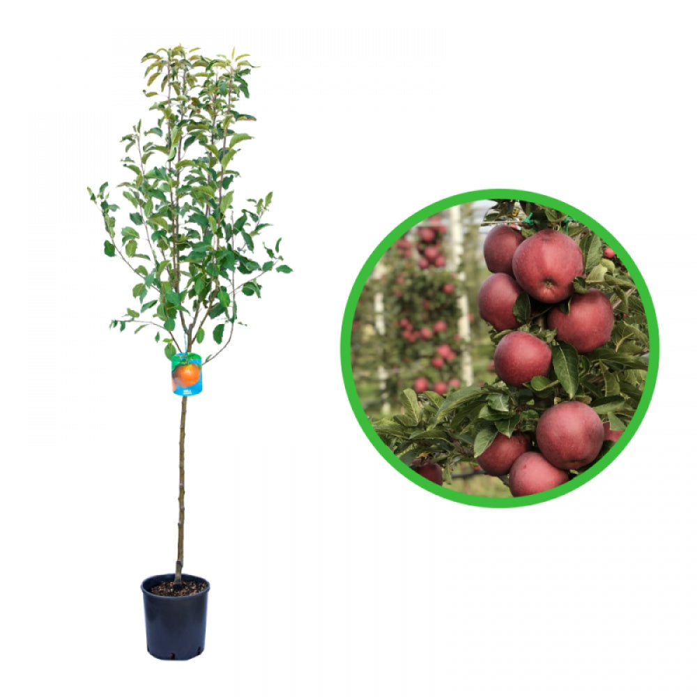 Mar Starking, Malus Domestica