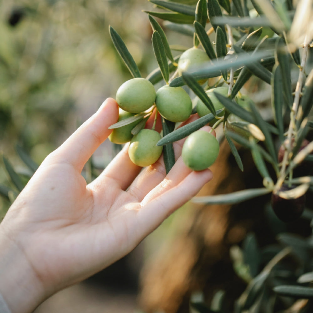 Maslin, Olea Europaea