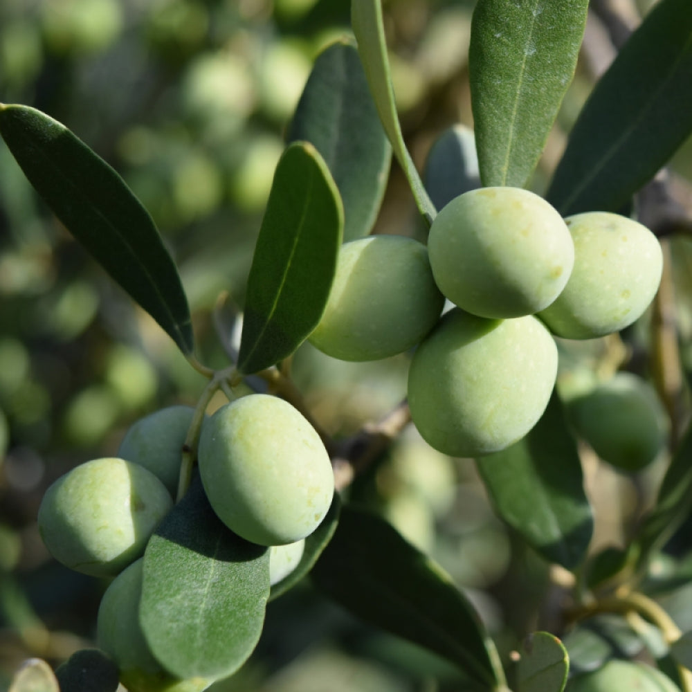 Maslin, Olea Europaea