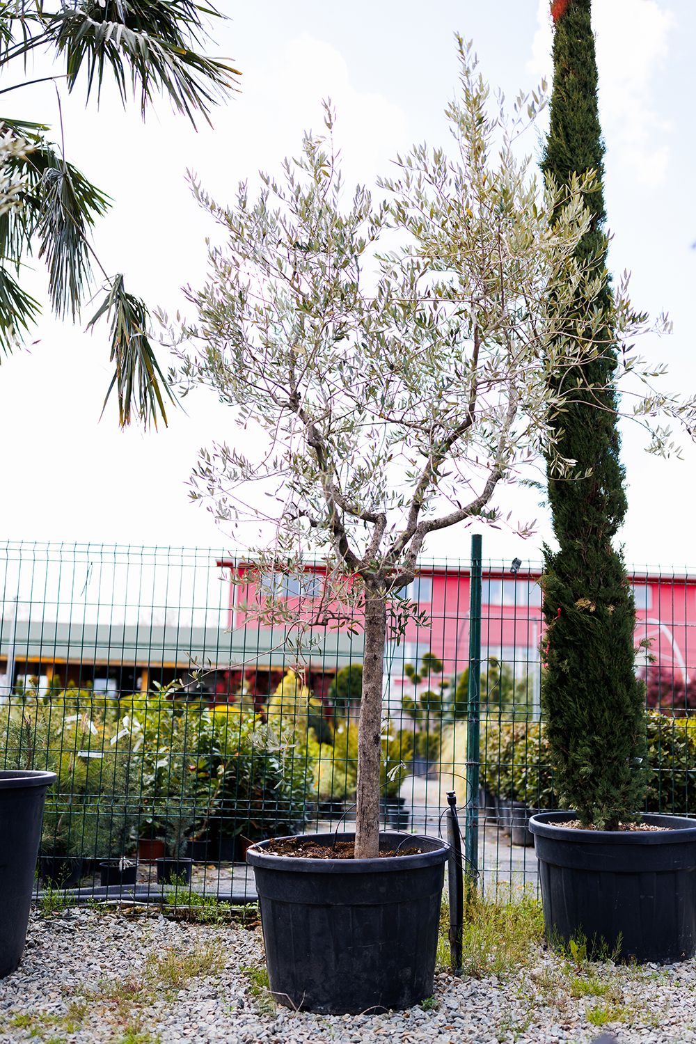 Maslin Globular, Olea Europaea