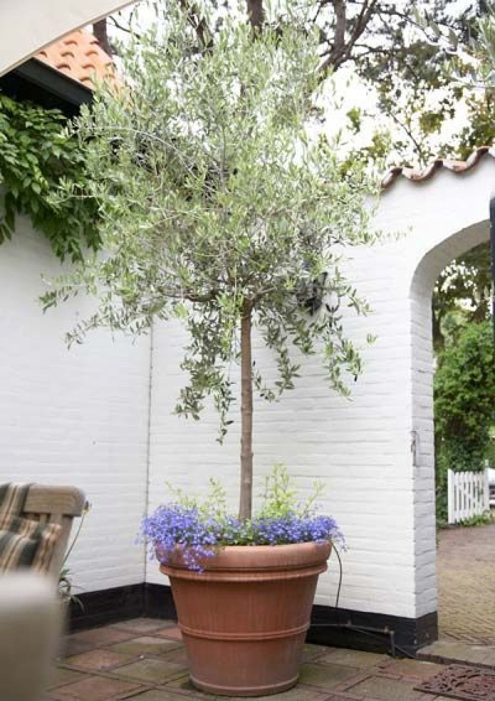 Maslin Globular, Olea Europaea